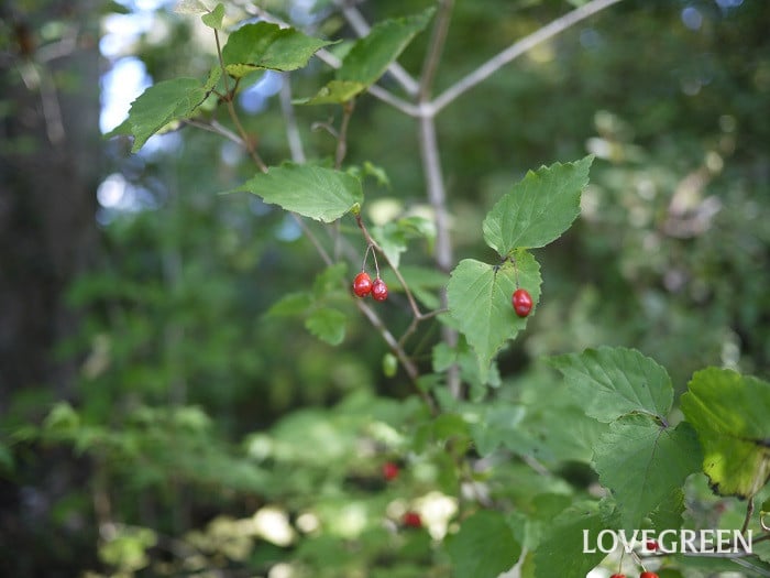 オトコヨウゾメ小 オトコヨウゾメ