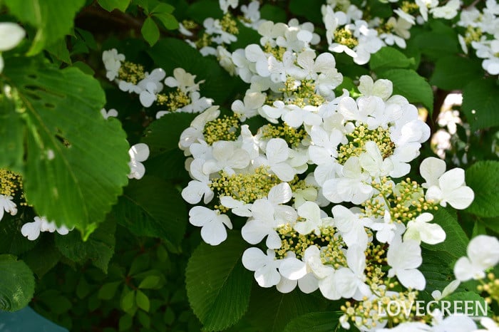 ヤブデマリ1 ヤブデマリ