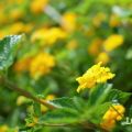 黄色い花一覧。日本で見られる黄色い花