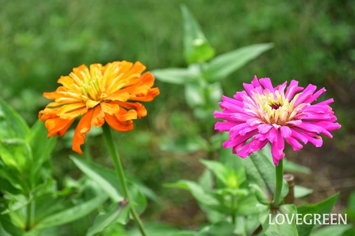 ジニア2 ジニア