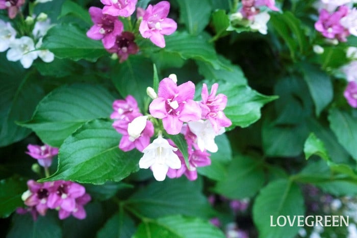 ハコネウツギ小 ハコネウツギ