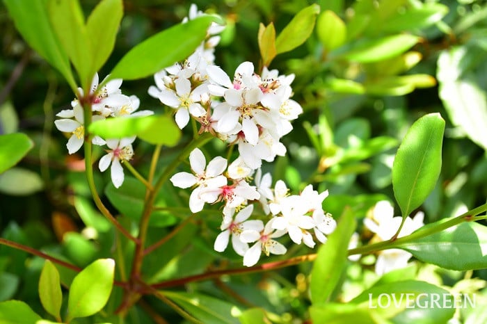 シャリンバイ4 シャリンバイ