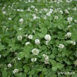 クローバー（シロツメクサ）の育て方・栽培方法 | LOVEGREEN(ラブグリーン)