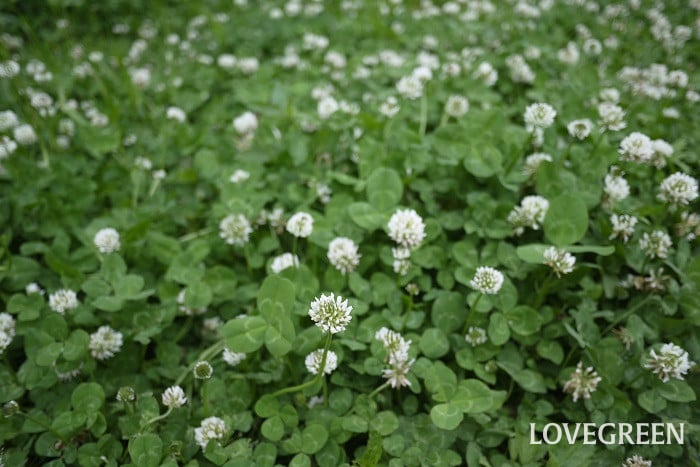 クローバー野原小 クローバーの花言葉