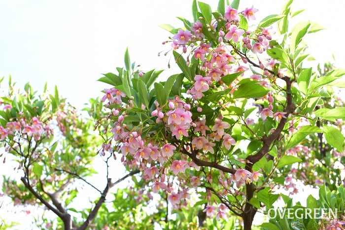 エゴノキピンクチャイム1 エゴノキピンクチャイム