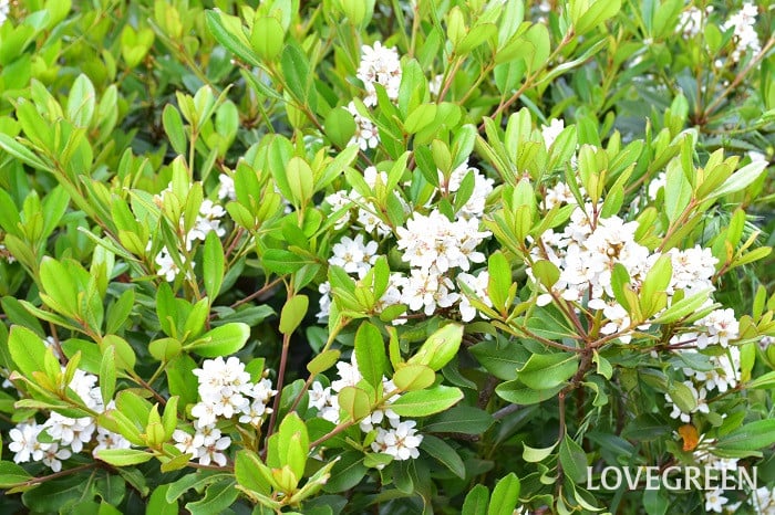 シャリンバイ3 シャリンバイ