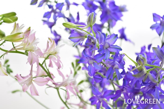 ラークスパー1 ラークスパー