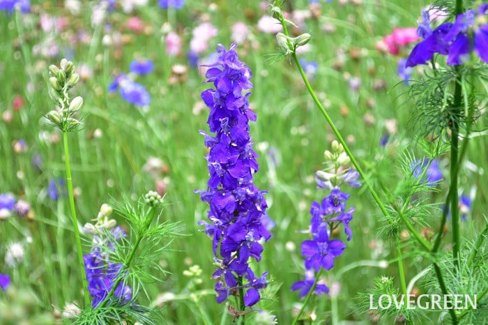 ラークスパー ラークスパー