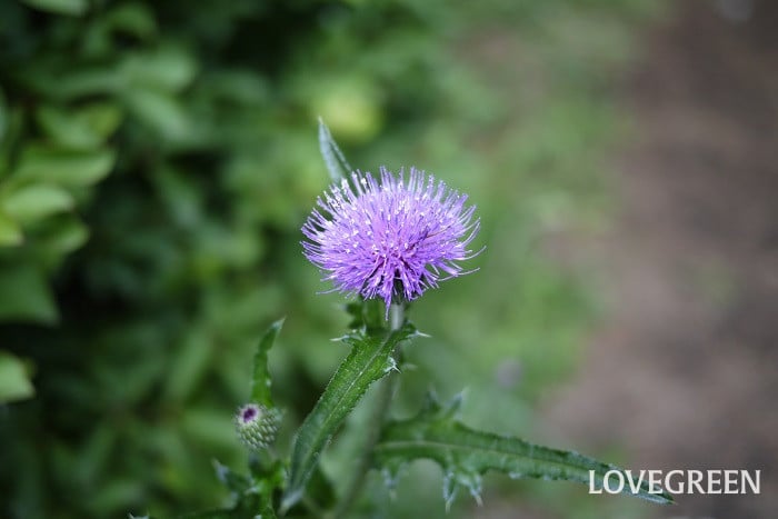 ノアザミ小 初夏に咲く花|ノアザミ