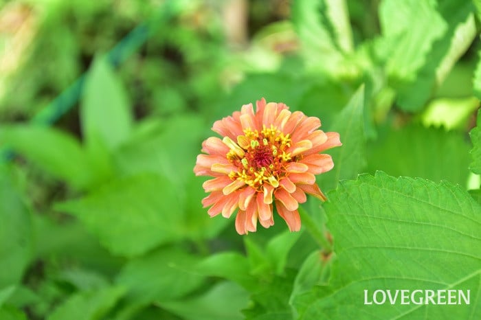 ジニア1 ジニア