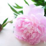 芍薬（シャクヤク）とは？花言葉や季節、種類、育て方、牡丹との見分け方
