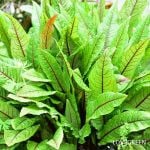 レッドソレル（ルメックス）の育て方・栽培方法・栽培 | LOVEGREEN