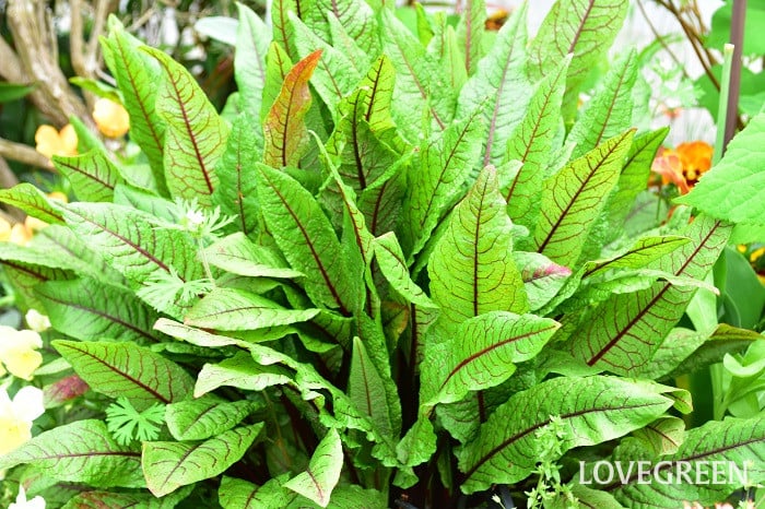 赤スジソレル 赤スジソレル