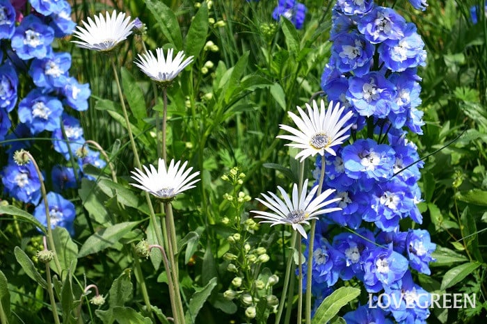 アークトチス アークトチス・グランディス