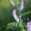 初夏に咲く花|ナヨクサフジ