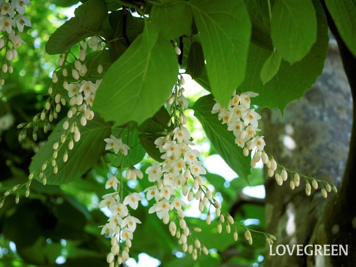 ハクウンボク小 初夏に咲く花|ハクウンボク