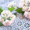 ビバーナム(ガマズミ)とは?たくさんある種類を紹介。特徴や花の季節まで