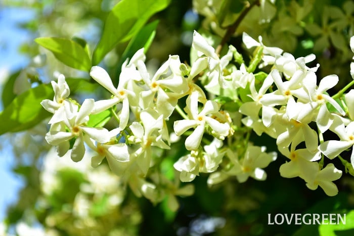 テイカカズラ1 テイカカズラ