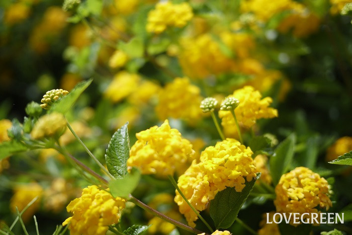 夏に咲く黄色い花