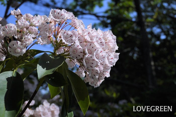 カルミア小 初夏に咲く花|カルミア