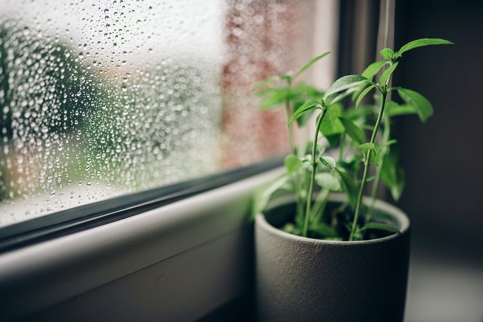 微粉ハイポネックスと、バイオスティミュラント資材「ストレスブロック」で、観葉植物の基礎体力をアップさせて梅雨＆酷暑に備えよう