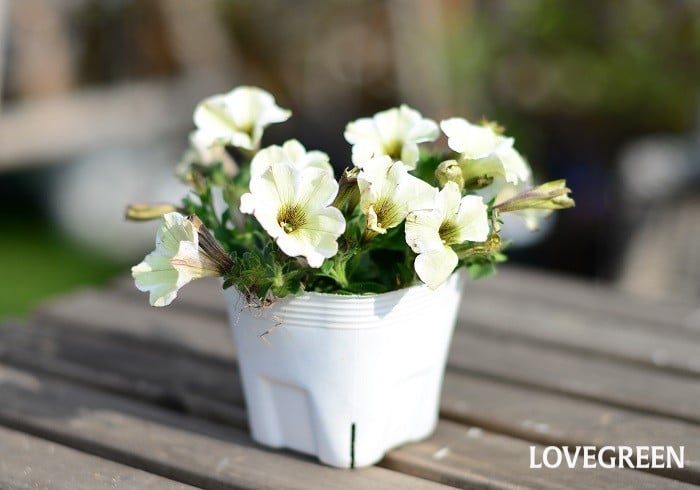 ペチュニア 寄せ植え ペチュニア 寄せ植え 組み合わせ センスのいい サフィニア カリブラコア 違い