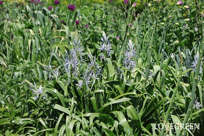 カマシア カマッシア カマシア カマッシア