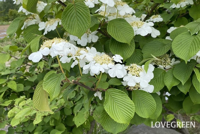 ヤブデマリ ヤブデマリ