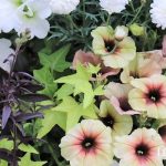 ペチュニア　寄せ植え　組み合わせ　センスのいい　サフィニア　カリブラコア　違い