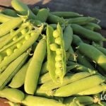 グリンピース グリーンピース 収穫 レシピ グリンピースご飯 甘い