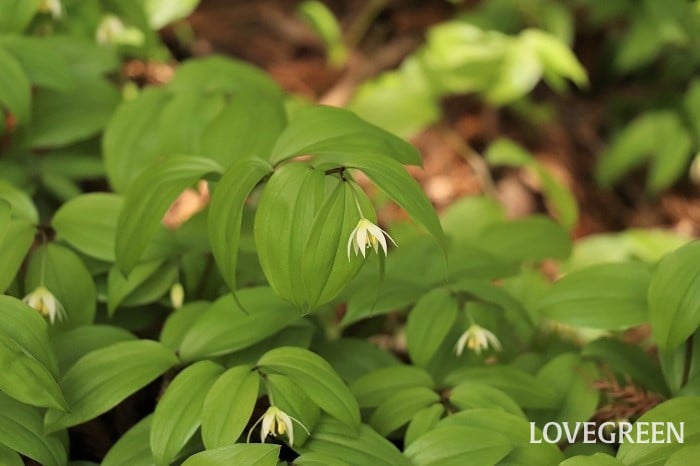 チゴユリ チゴユリ