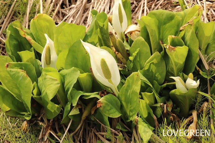 ミズバショウ 水芭蕉 ミズバショウ 水芭蕉