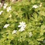 ニリンソウ 二輪草 山野草