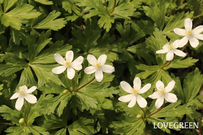 ニリンソウ 二輪草 ニリンソウ 二輪草