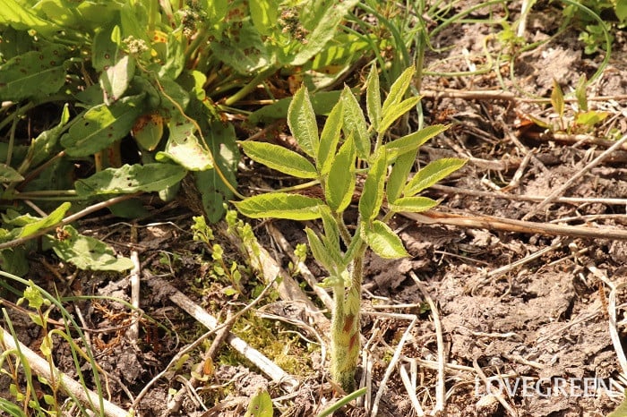 ウド 山うど(山独活) ウド 山うど(山独活)
