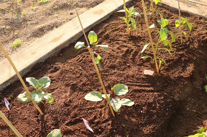夏野菜　植え付け　土　畑