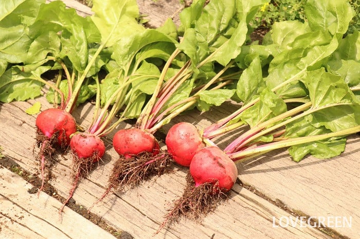 ビーツの美味しい食べ方・種類・栄養・保存方法|簡単レシピ12選 | LOVEGREEN(ラブグリーン)