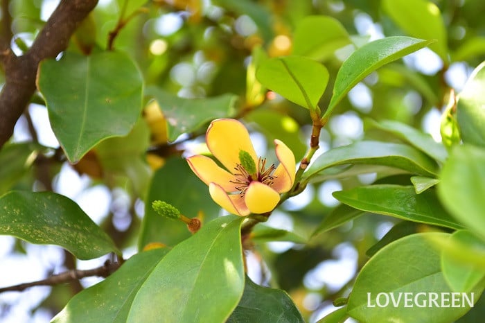 カラタネオガタマ3 カラタネオガタマ