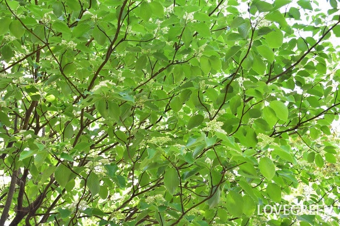 ミズキ8 ミズキ