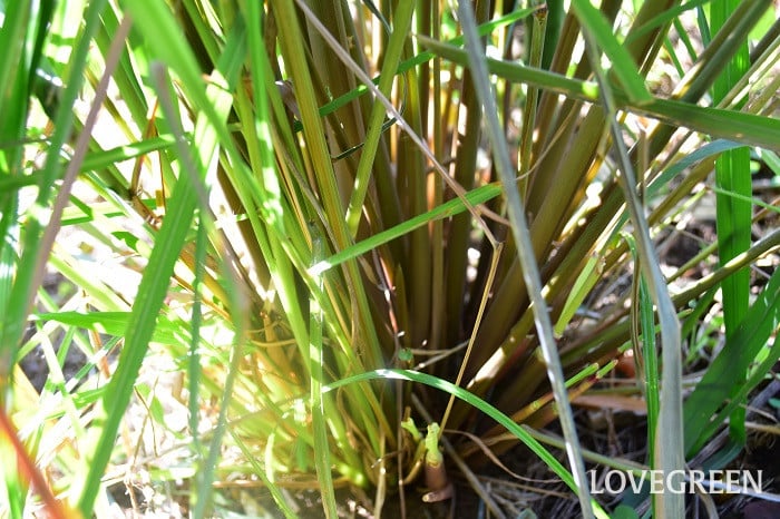 レモングラス3 レモングラス