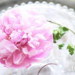 芍薬のドライフラワーの作り方。色を残して上手に作るコツと飾り方アイデア