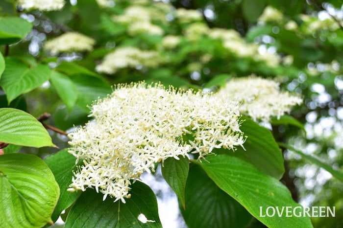 ミズキ4 ミズキ