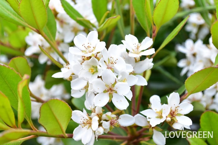 シャリンバイ1 シャリンバイ