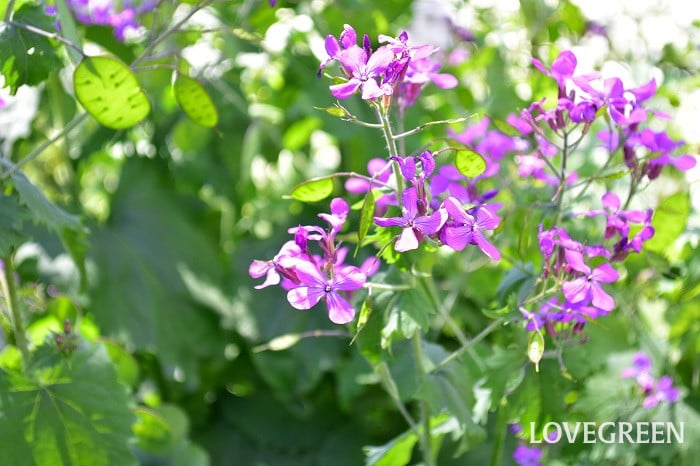 ルナリア3 ルナリア