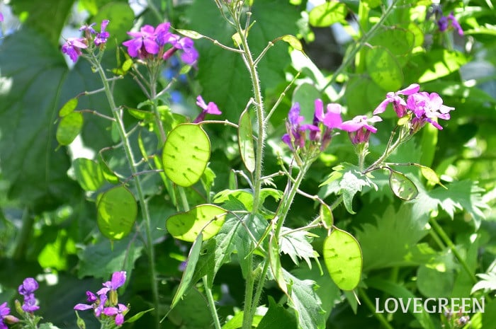 ルナリア1 ルナリア