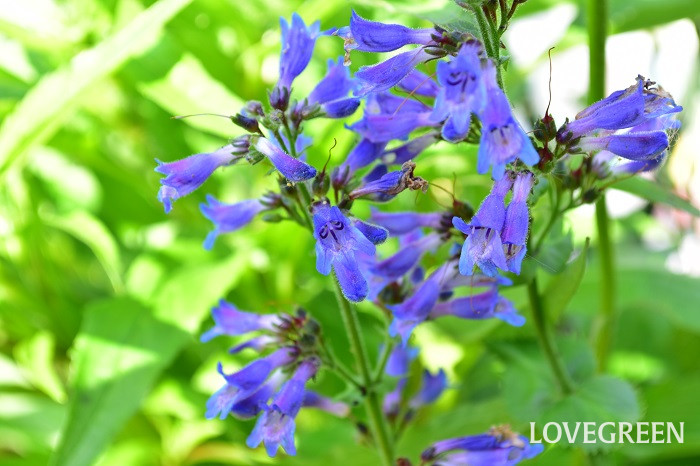 ペンステモンオバタス3 ペンステモン・オバタス