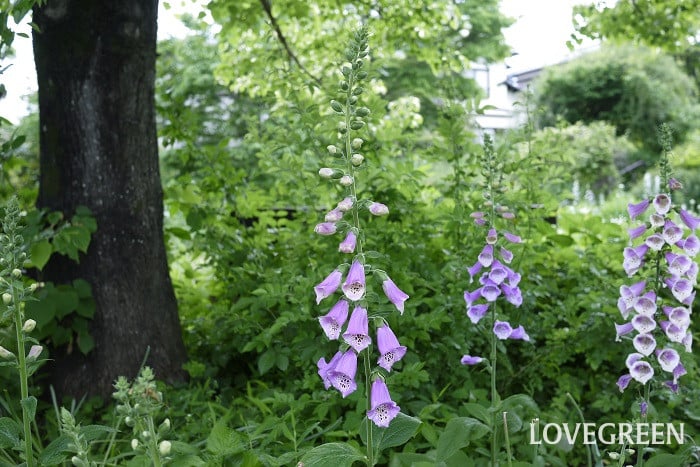 ジギタリス小 初夏に咲く花|ジギタリス
