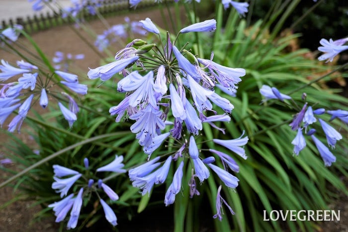 アガパンサス小 初夏に咲く花|アガパンサス