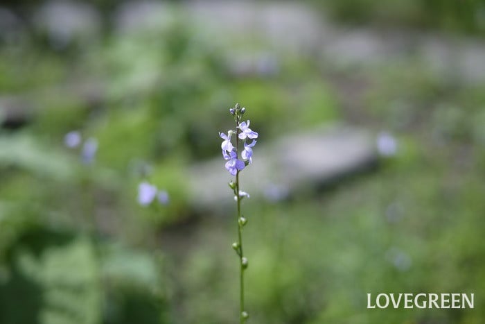 マツバウンラン小 初夏に咲く花|マツバウンラン