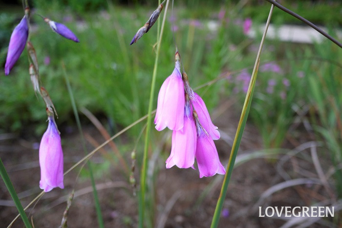 ディエラマ小 初夏に咲く花|ディエラマ